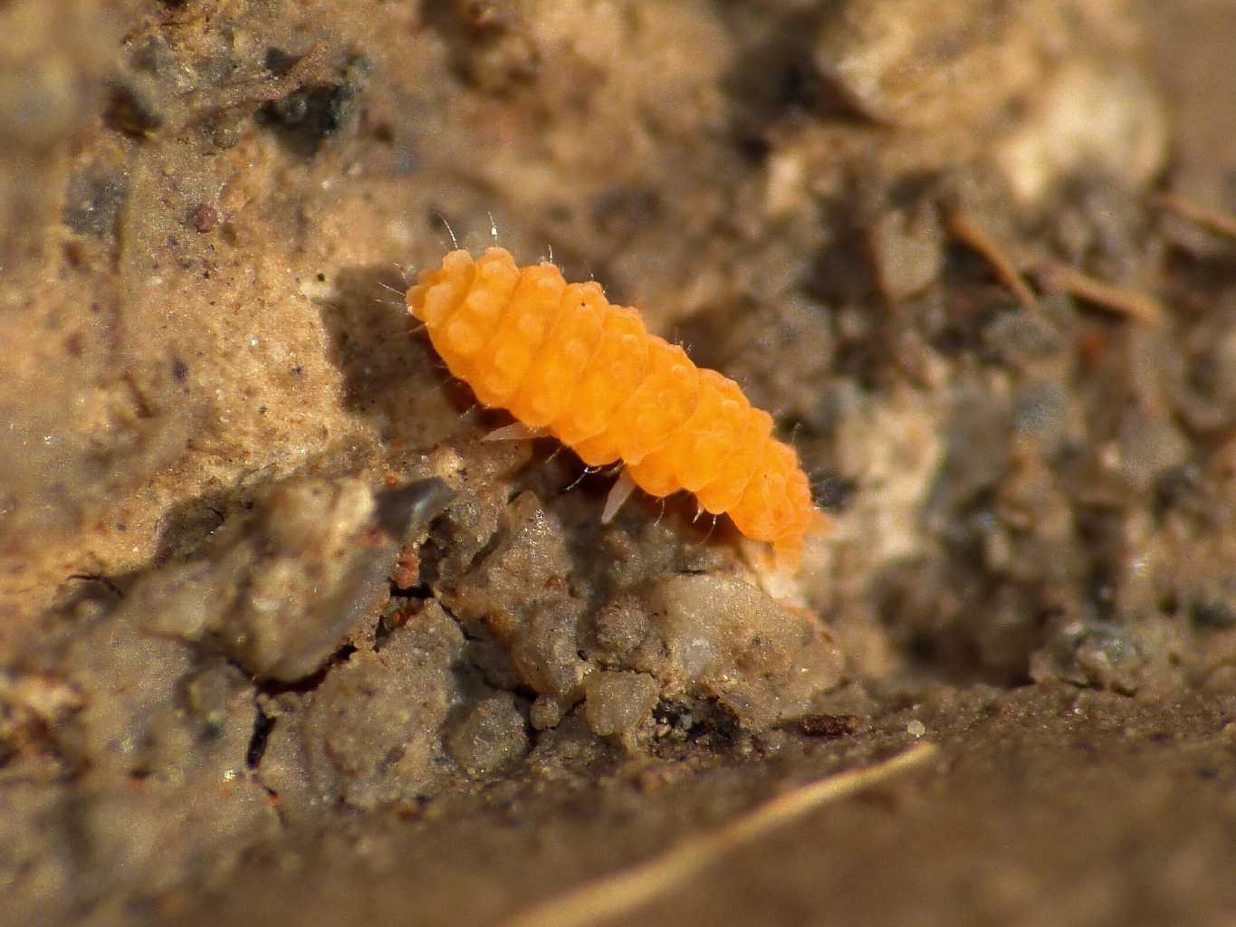 Bilobella aurantiaca (Caroli,1910)